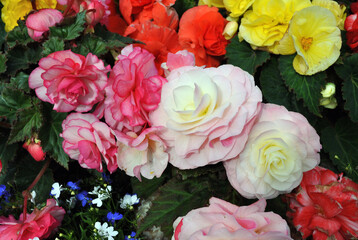 Close Up of Colourful Begonia Flowers 