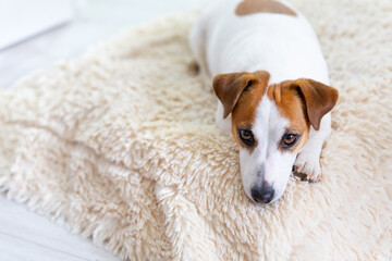 A beautiful dog Jack Russell Terrier lies on the floor on a fluffy blanket, stretches his legs forward, looks at camera. Brown eyes, black nose. Dog day. Pet day. Copy space, selective focus