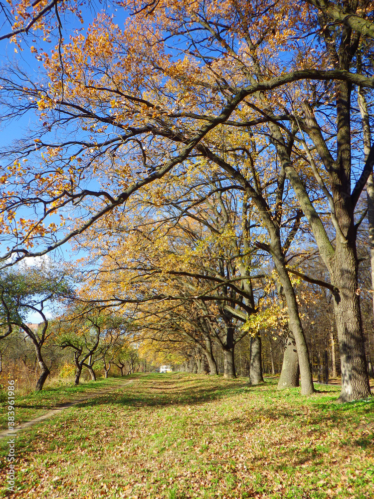 Canvas Prints autumn background