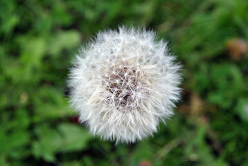 Close Up of Dandelion Plant Seed Head 