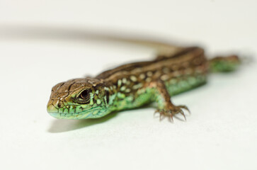 lizard on a white background