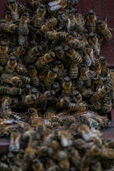 Bees on a beehive