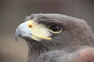 モモアカノスリ