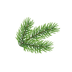 Branch of Christmas tree element isolated on white background. Vector realistic xmas pine element design, fir decor