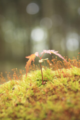 もみじの新芽と苔
