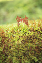 もみじの新芽と苔