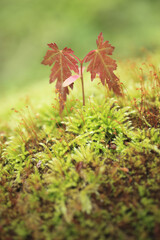 もみじの新芽と苔