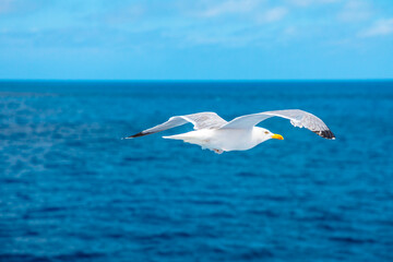 Seagull flying on the sea. Stavanger, Norway. A standing European herring gull, Larus argentatus, a large gull, isolated on sea background. close up side view.