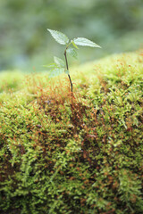 苔と新芽