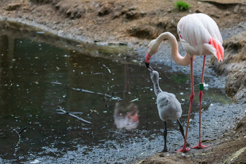 The flamingo stands on the edge of the pond and below it is its young.