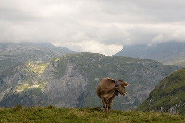K&uuml;he auf der alm