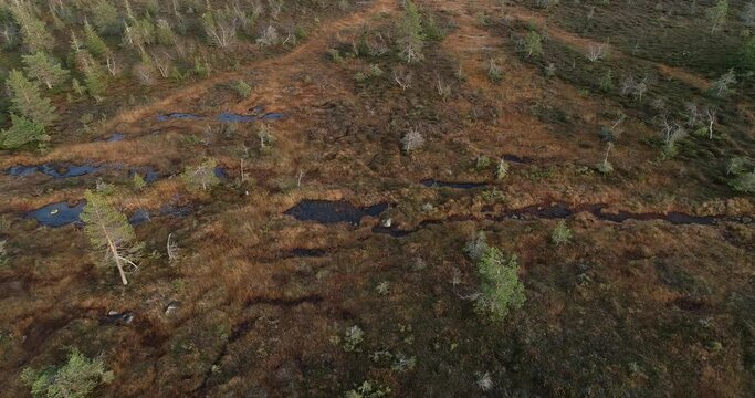 An aerial of famous hanging bogs in autumnal Riisitunturi National Park in the middle of taiga forests of Norhern Finland. 