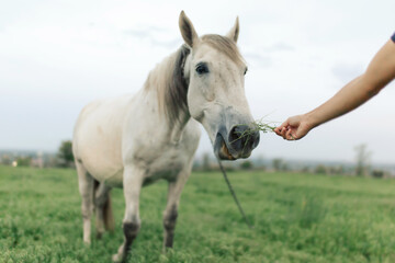 Naklejka na ściany i meble Hand feeding a white horse. Horse nose close-up