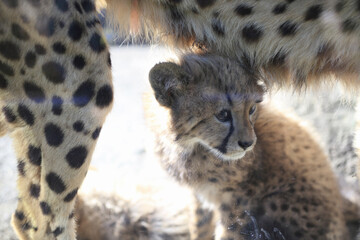 チーターの子供