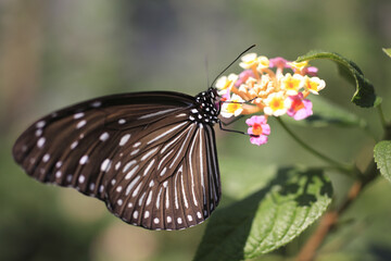 ランタナの蜜を吸うリュウキュウアサギマダラ