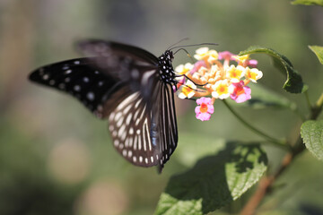 ランタナの蜜を吸うリュウキュウアサギマダラ
