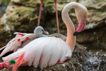 The flamingo sits on the nest and its young can be seen under its wings. © Roman Bjuty