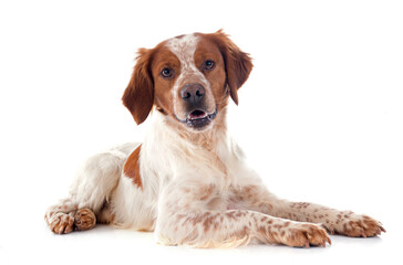 brittany spaniel