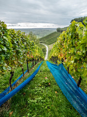 Weinberg im Spätsommer