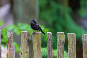 Blackbird sitting on a wooden fence. In the background is a green garden.