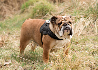 Red English British Bulldog out for a walk standing on the dry grass in sunny day