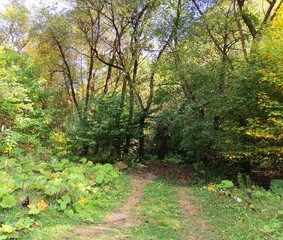 path in the Park. PHOTO OF A BEAUTIFUL FOREST LANDSCAPE. JOURNEY. CAMPING IN THE WOODS. CAMPING. 