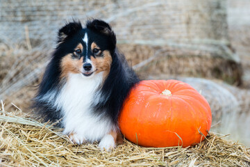 Fluffy sable and white oldie shetland sheepdog walking on the seaside on hot sunny summer day. Cute sheltie, small collie lassie dog walking slowly on the sandy beach