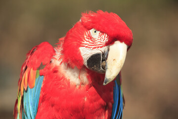 ベニコンゴインコ