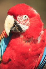 ベニコンゴインコ