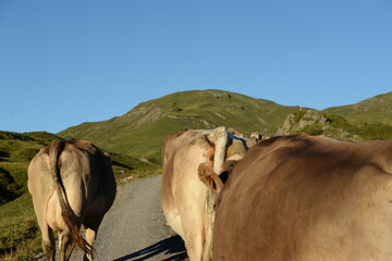 Kühe auf der alm