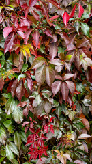 background of colorful autumn leaves