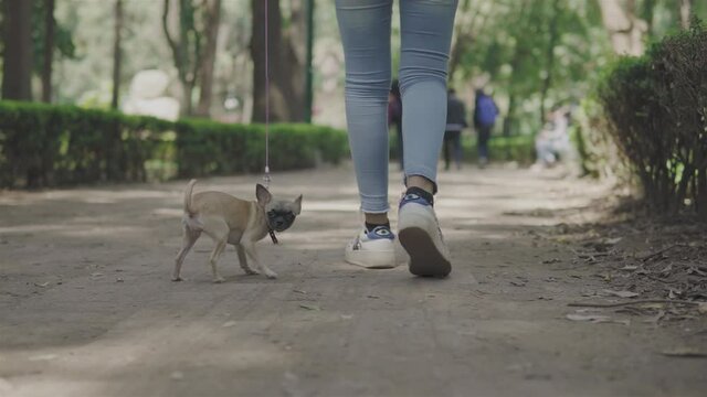 Vista de un perro chihuahua caminando por el parque al lado de su dueño, sólo se ven los pies de una chica caminando, sendero al aire libre en el parque de otoño. perro mascota adorable