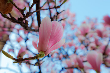 fiore di magnolia