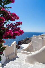 Street of Oia town in Santorini island with pink bougainvilleas, old whitewashed houses and stairs,...