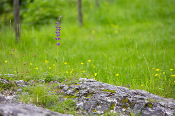 fiore viola 
