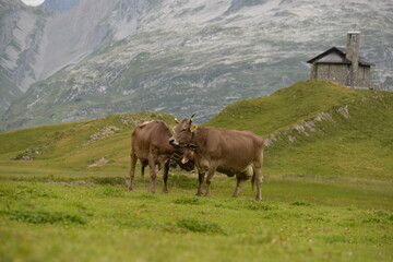 Kühe auf der alm