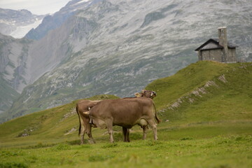 Fototapeta na wymiar Kühe auf der alm
