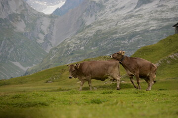 Kühe auf der alm