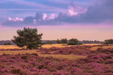 erica field in the morning the Netherlands