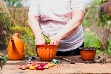 An elderly Caucasian woman in light clothing transplants a young green flower into a brown pot on an old wooden table outdoors in sunny weather, medium plan. Plant care concept