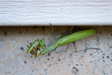 Praying Mantis