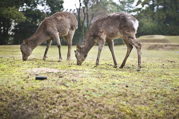 Obraz na płótnie Canvas 奈良公園の鹿