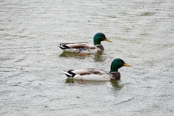 ducks on the lake