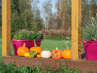 Orange pumpkins on wooden terrace for Halloween