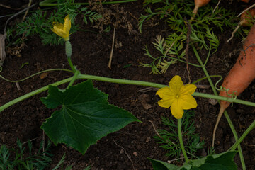 Cucumber yellow flower at a vegetable garden