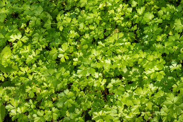 Green leaves of petroselinum in the garden, background.