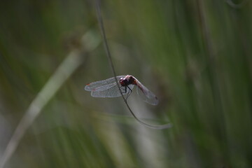 dragonfly on the grass