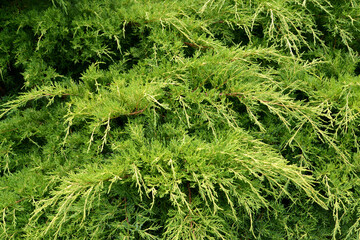 Chinese Pfitzer juniper is golden (Juniperus chinensis Pfitzeriana Aurea). Escapes - 383968565