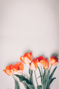 Orange Spring Tulip Flowers On Beige Background. Flat Lay. Greetings Card For Womens Or Mothers Day.