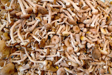 Autumn cut opiates are laid out on the table. Background